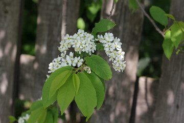 Cherry blossom is a special sight. The trees are still only spreading leaves, and here, the charming, fragrant buds of beautiful flowers ..