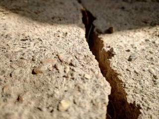 ants in a anthill