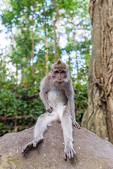 Balinese long-tailed monkey macaque at Ubud monkey forest in Bali, Indonesia