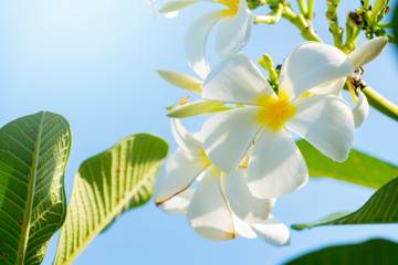 PPlumeria white flower and blue sky background. pagoda on the beach.  Summer concept.