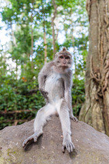 Balinese long-tailed monkey macaque at Ubud monkey forest in Bali, Indonesia