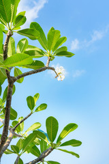 PPlumeria white flower and blue sky background. pagoda on the beach.  Summer concept.