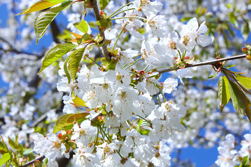 Kirschblüten mit blauen Himmel als Hintergrund. Nahaufnamme. 