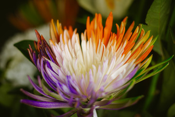 Close Up of Multi-colored Chrysanthemum Flowers for Mother's Day