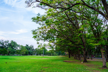 Fototapeta na wymiar Green city public park with meadow and tree sky cloud