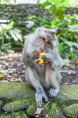 Balinese long-tailed monkey macaque at Ubud monkey forest in Bali, Indonesia