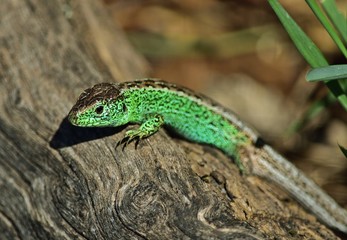 Zauneidechse (Lacerta agilis)