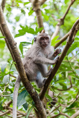 Balinese long-tailed monkey macaque at Ubud monkey forest in Bali, Indonesia