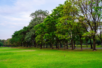 Green city public park with meadow and tree sky cloud