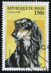 purebred domestic dog