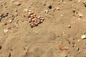 shells laying in heart shape on the sand
