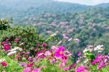 Beautiful cosmos flowers