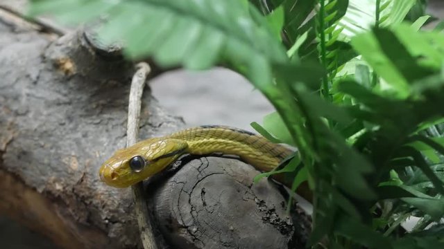 Majestic poisonous snake with dark green skin. Beautiful dog toothed cat eye snake with n rock in terrarium cage between greenery.