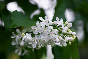 White lilac on the background of green leaves and sky