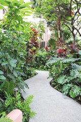 Winding path lined with tropical plants and trees