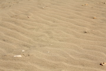 sand and sea shells on the beach for background