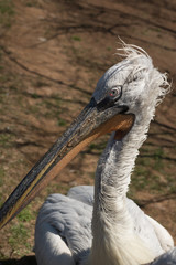 pelican