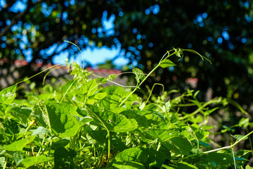 Green vegatable leaf with shadow of sun light