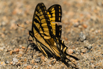 Fototapeta na wymiar Butterfly with yellow wings