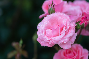 Beautiful Pink Rose