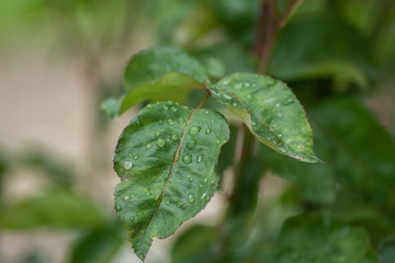green leaf with drops of water