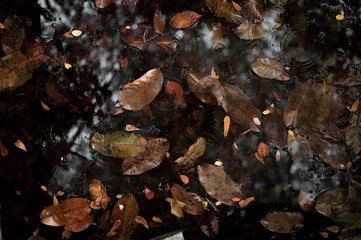 The leaves are floating on the water.