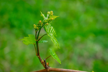 Young shoot of grapes from the beginnings of the inflorescences close-up on blurred green background
