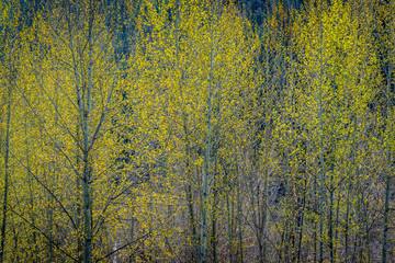 Fresh Cottonwood Foliage