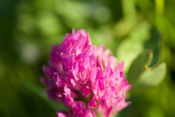  Clover flower close-up on a background of green meadow