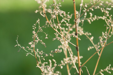 dry plant grass close up. green background 