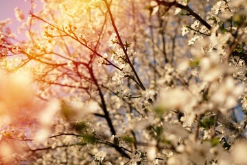 White cherry blossom tree