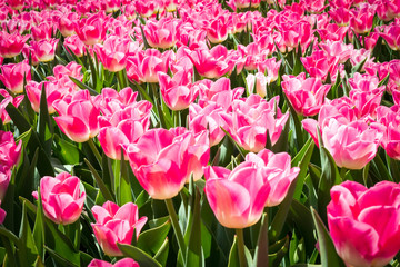 Tourists visit the garden with beautiful tulips in spring 