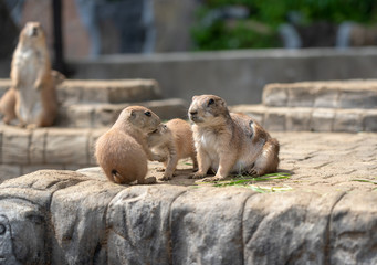 プレーリードッグ　小動物