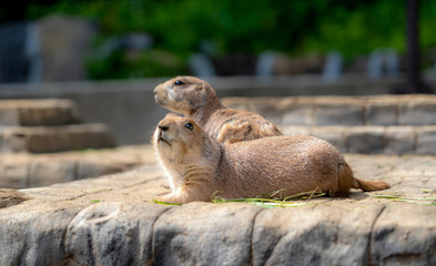 プレーリードッグ　小動物