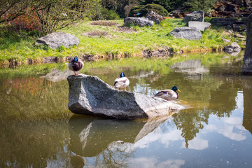 Ducks sitting on a rock in the pond
