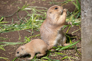 プレーリードッグ　小動物
