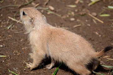 プレーリードッグ　小動物