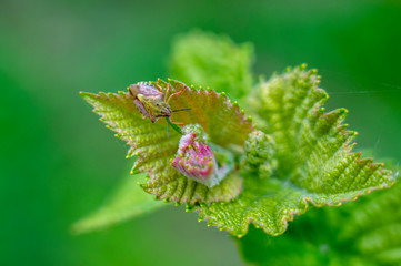 Beautiful grape bug on a young vine shoot close-up on a blurred green background