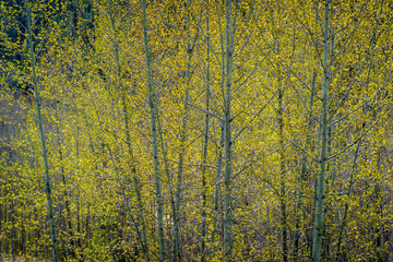 Fototapeta premium Green Everywhere in Spring - Leaf Out of the Cottonwood Trees