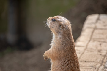 プレーリードッグ　小動物