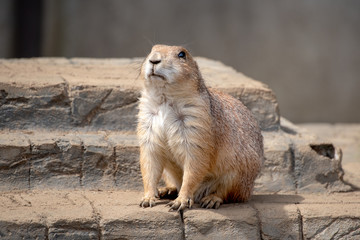 プレーリードッグ　小動物