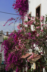 Pink and crimson flowers that grow near the white house on a narrow street of ancient Marmaris, Turkey