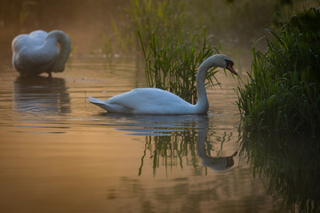 Łabędzie o poranku © Konrad