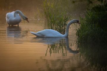 Łabędzie o poranku © Konrad
