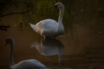 Łabędzie o poranku