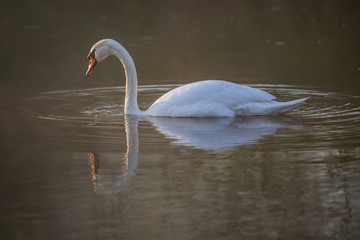 Łabędź o poranku © Konrad