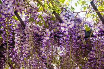 spring branch of blooming purple wisteria tree  