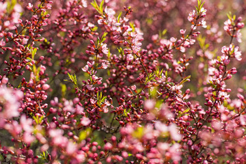 wildflowers, pink, small, many, on a blurred background, delicate pastel background colors, bokeh