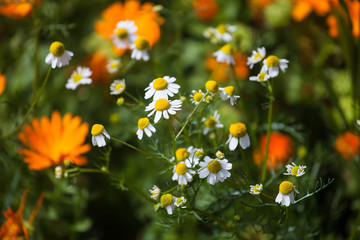 blooming daisies on a green background