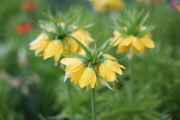 Close up of yellow fritillaria imperialis flowers